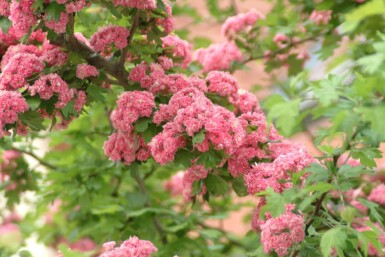 Crataegus x media 'Paul's Scarlet' cépée