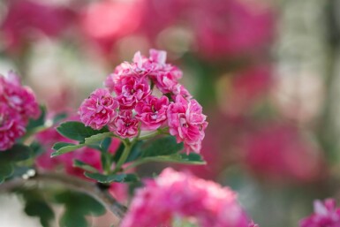 Crataegus x media 'Paul's Scarlet' cépée 175-200