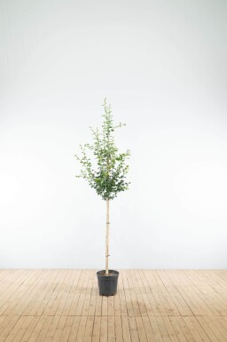 Crataegus x media 'Paul's Scarlet' demi-tige
