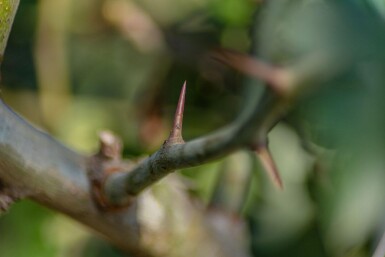 Crataegus x media 'Paul's Scarlet' demi-tige