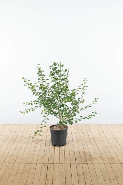 Crataegus x media 'Paul's Scarlet' touffe