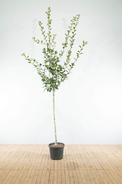 Crataegus x lavalleei 'Carrierei' haute-tige 12/14