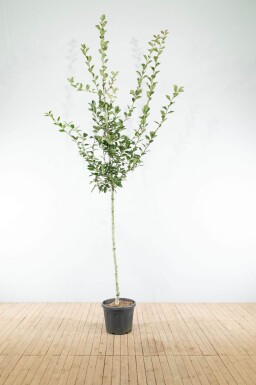 Crataegus x lavalleei 'Carrierei' haute-tige