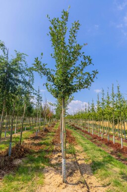 Crataegus x lavalleei 'Carrierei' haute-tige
