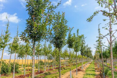 Crataegus x lavalleei 'Carrierei' haute-tige 12/14