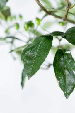 Crataegus x lavalleei 'Carrierei' haute-tige 12/14