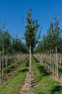Crataegus x lavalleei 'Carrierei' haute-tige 12/14
