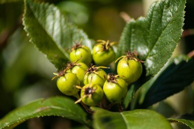 Crataegus x lavalleei 'Carrierei' haute-tige 12/14