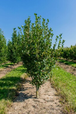 Crataegus x lavalleei 'Carrierei' cépée