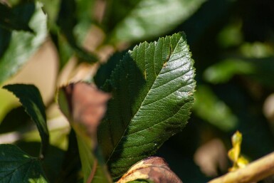 Crataegus x lavalleei 'Carrierei' cépée