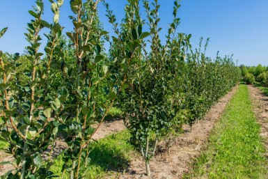 Crataegus x lavalleei 'Carrierei' cépée 200-250