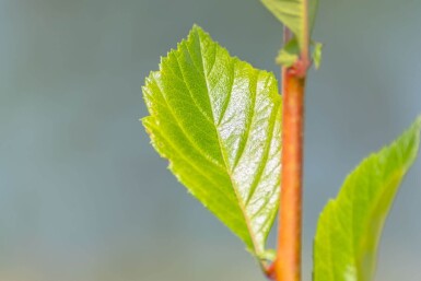 Crataegus x lavalleei 'Carrierei' cépée 200-250