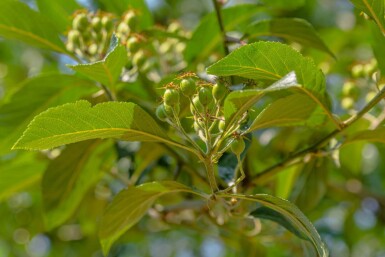 Crataegus x lavalleei 'Carrierei' cépée 200-250