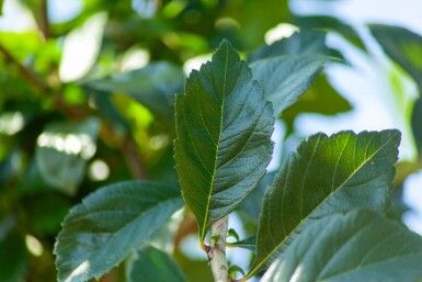 Crataegus x lavalleei 'Carrierei' cépée 200-250