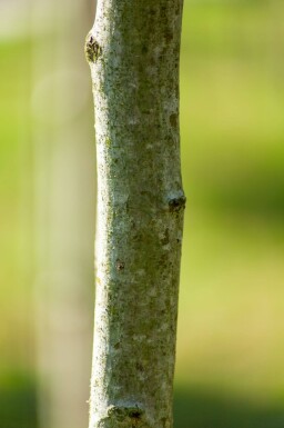 Crataegus x lavalleei 'Carrierei' cépée 200-250