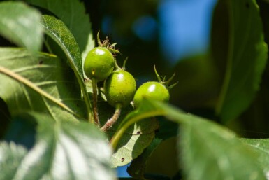 Crataegus x lavalleei 'Carrierei' cépée 200-250