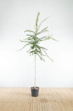 Crataegus monogyna haute-tige 8/10