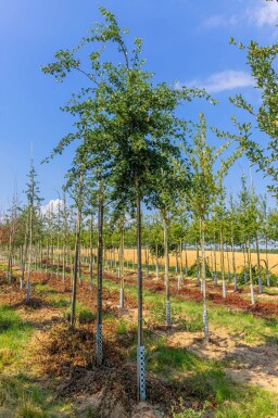 Crataegus monogyna haute-tige 8/10