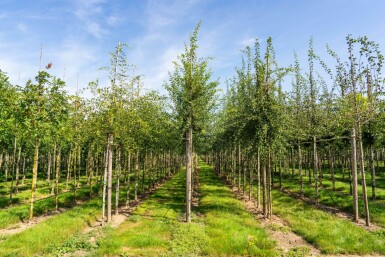 Crataegus monogyna haute-tige 8/10