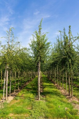 Crataegus monogyna haute-tige 8/10