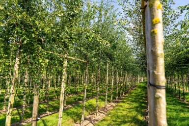 Crataegus monogyna haute-tige 8/10