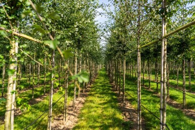 Crataegus monogyna haute-tige 8/10