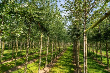 Crataegus monogyna haute-tige 8/10