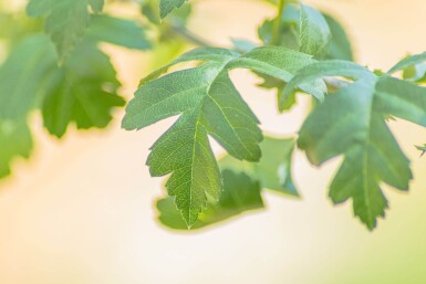 Crataegus monogyna haute-tige 8/10