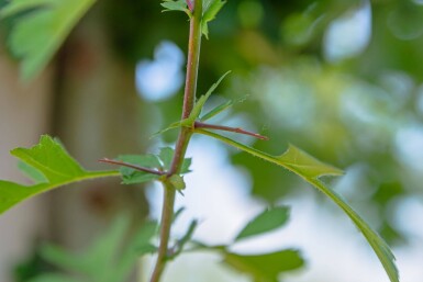 Crataegus monogyna haute-tige 8/10