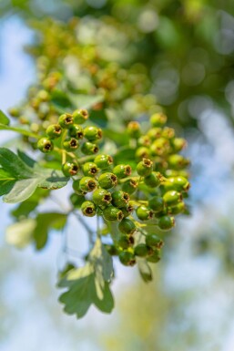 Crataegus monogyna haute-tige 8/10