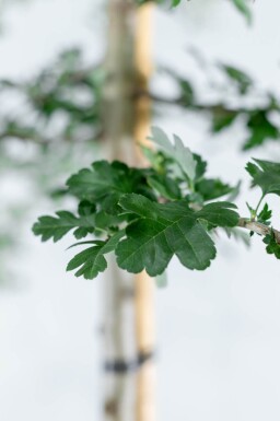 Crataegus monogyna haute-tige 8/10