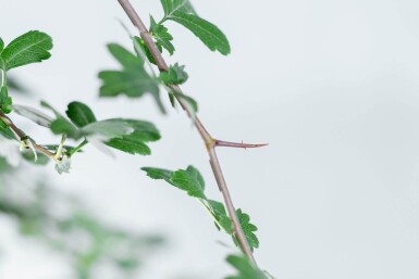 Crataegus monogyna haute-tige 8/10