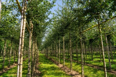Crataegus monogyna haute-tige 8/10