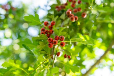 Crataegus monogyna haute-tige 8/10
