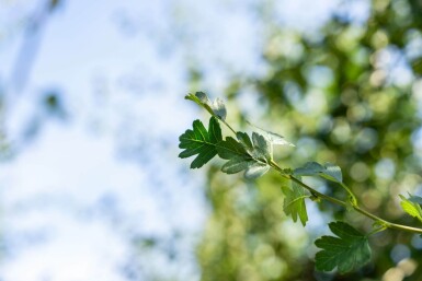 Crataegus monogyna haute-tige 8/10