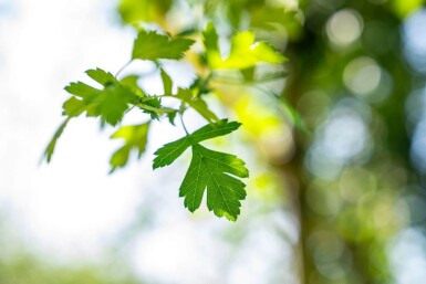 Crataegus monogyna haute-tige 8/10