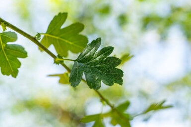 Crataegus monogyna haute-tige 8/10