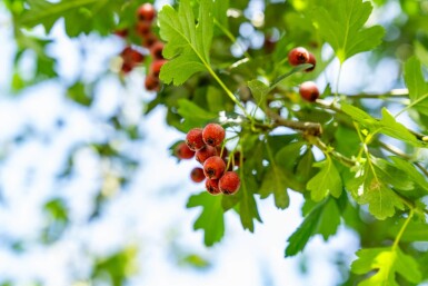 Crataegus monogyna haute-tige 8/10
