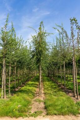 Crataegus monogyna haute-tige 8/10