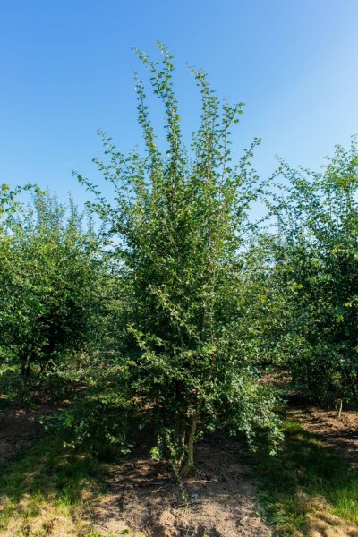 Crataegus monogyna cépée 200-250