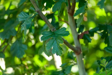 Crataegus monogyna cépée