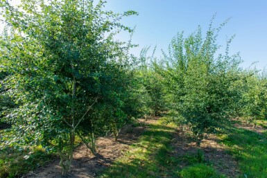 Crataegus monogyna cépée 200-250