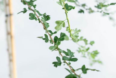 Crataegus monogyna cépée 200-250