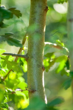 Crataegus monogyna cépée 200-250