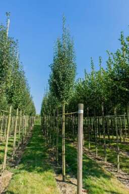 Crataegus monogyna 'Stricta' haute-tige 10/12