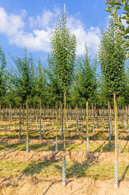 Crataegus monogyna 'Stricta' haute-tige 10/12