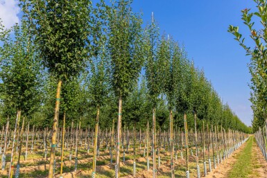 Crataegus monogyna 'Stricta' haute-tige 10/12