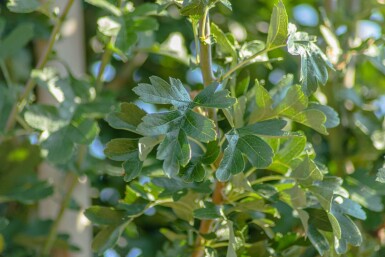 Crataegus monogyna 'Stricta' haute-tige 10/12
