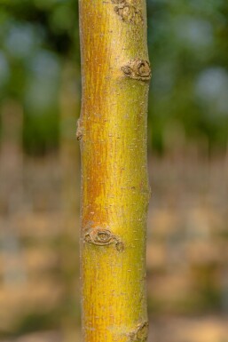 Crataegus monogyna 'Stricta' haute-tige 10/12