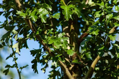 Crataegus monogyna 'Stricta' haute-tige 10/12